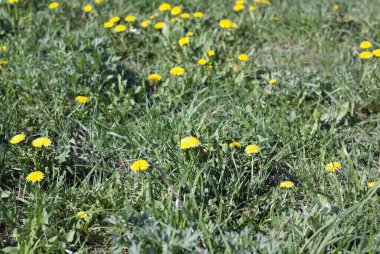 karahindiba bahar kuru gün