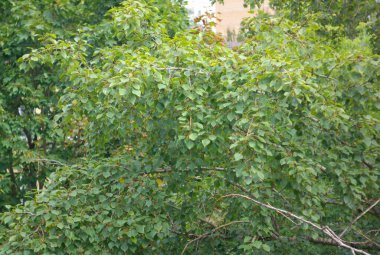 Kuru gün yeşil yapraklar