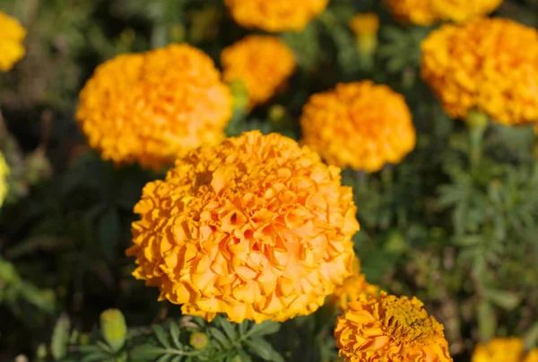 Száraz nap a sárga virágok — Stock Fotó