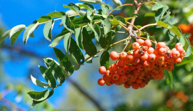 Kuru ve güneşli yaz gününde Ashberry