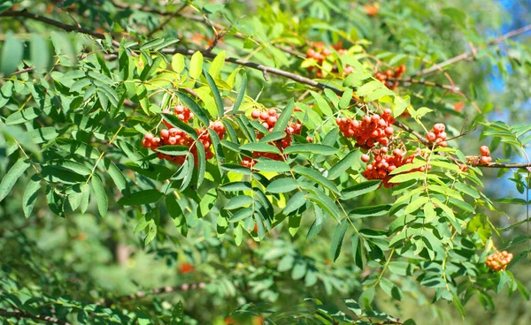 Ashberry at dry sunny summer day — Stock Photo, Image