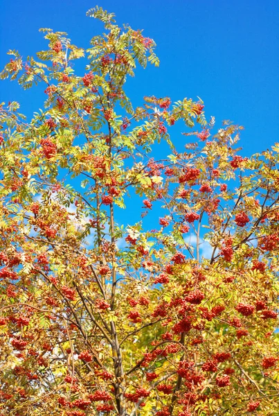 Ashberry at dry sunny day — Stock Photo, Image