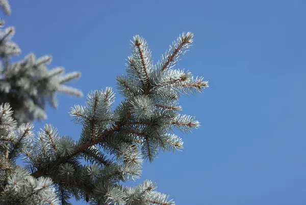 Kuru güneşli bir günde köknar ağacı — Stok fotoğraf