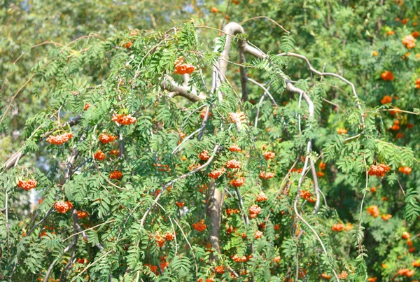 Ashberry at dry sunny day — Stock Photo, Image