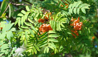 Kuru ve güneşli yaz gününde Ashberry