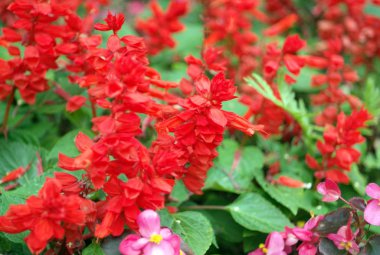 Kuru ve güneşli bir günde kırmızı küçük çiçekler