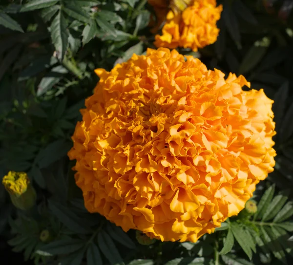 Flores amarillas en día soleado seco — Foto de Stock