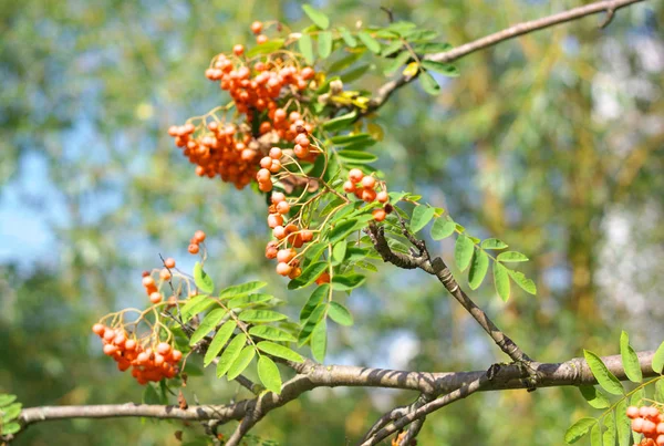 Ashberry op droge zonnige dag — Stockfoto