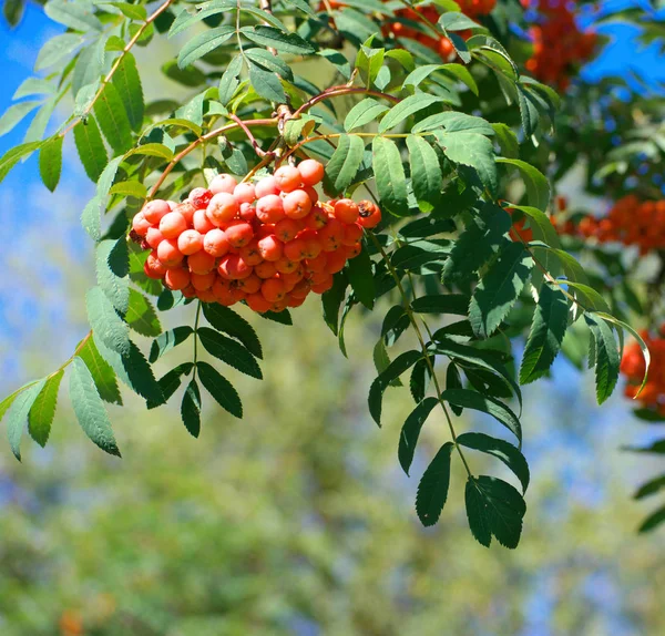 Ashberry at dry sunny summer day — Stock Photo, Image