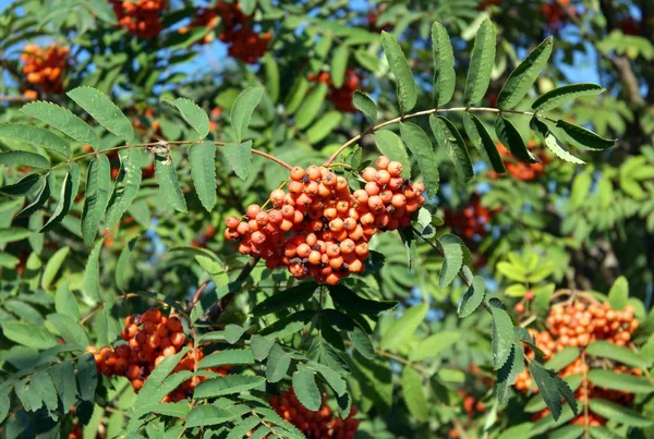 Ashberry à la journée sèche ensoleillée — Photo