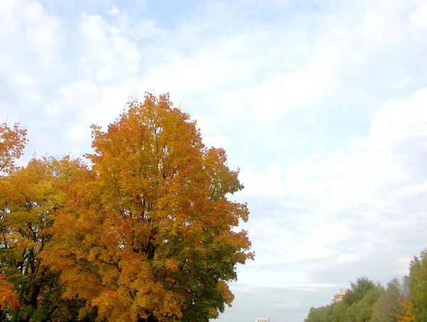 Maple at autumn — Stok fotoğraf