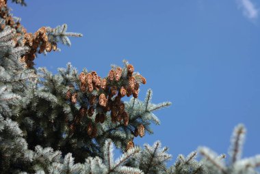 Kuru gün köknar ağacı