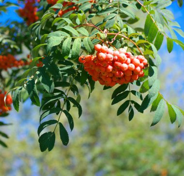 Kuru ve güneşli yaz gününde Ashberry