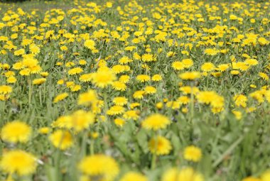 Bahar günü karahindiba