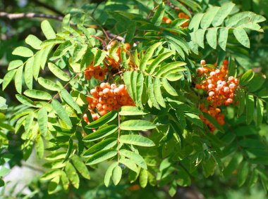 Kuru ve güneşli yaz gününde Ashberry