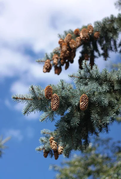 Fir tree at dry sunny day — Stock Photo, Image