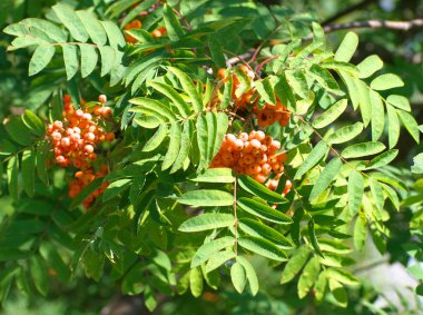 Kuru ve güneşli yaz gününde Ashberry