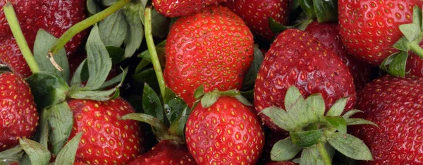 Viele rohe rote Erdbeeren — Stockfoto