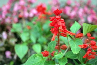 Kuru ve güneşli bir günde kırmızı küçük çiçekler