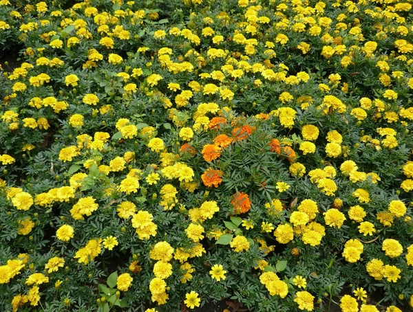 黄色的花朵在花床上 — 图库照片