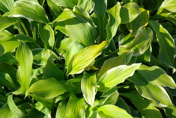 Folhas verdes de grama no dia ensolarado seco — Fotografia de Stock