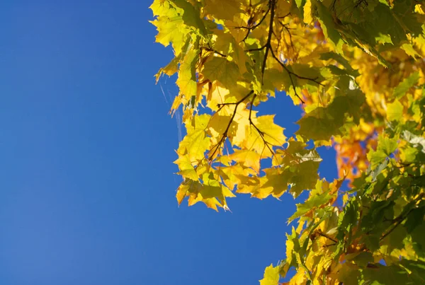 Gelbe Ahornblätter am Baum — Stockfoto