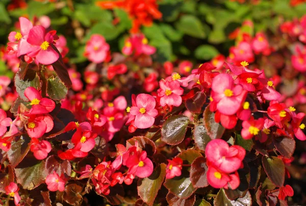 乾燥した晴れた日に赤い小さな花 — ストック写真