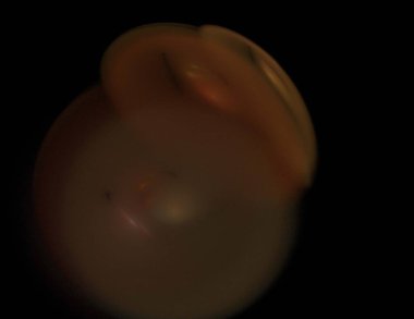 Siyah Renk Üzerine Bir Dijital Fraktal Resmi