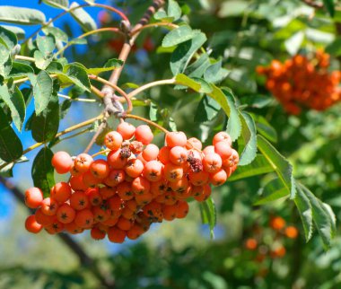 Kuru ve güneşli yaz gününde Ashberry