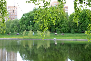Kuru güneşli bir günde yaz parkı