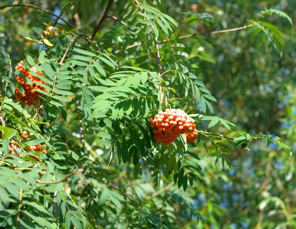 Ashberry no dia ensolarado seco — Fotografia de Stock