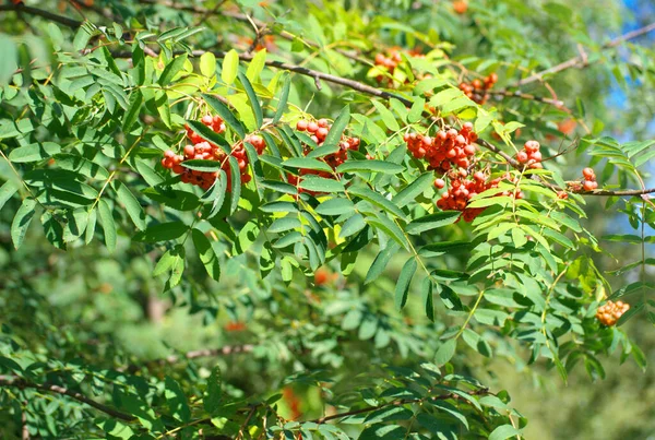 Ashberry à sec ensoleillé journée d'été — Photo