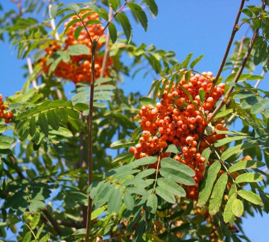 Kuru ve güneşli bir günde Ashberry