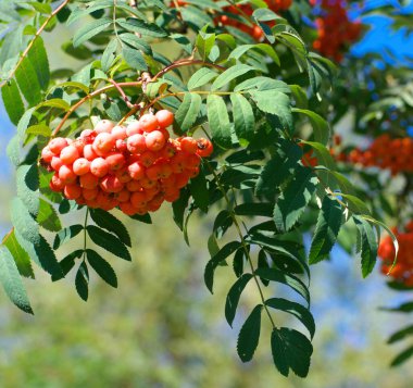 Kuru ve güneşli yaz gününde Ashberry
