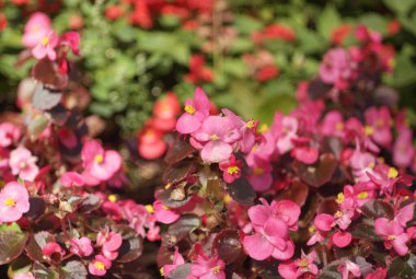 Kuru ve güneşli bir günde kırmızı küçük çiçekler