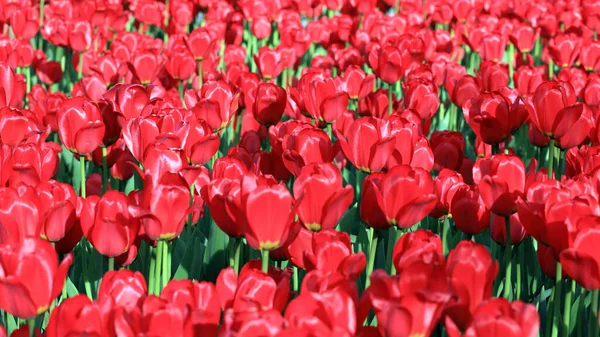 Tulipano Rosso Primavera — Foto Stock