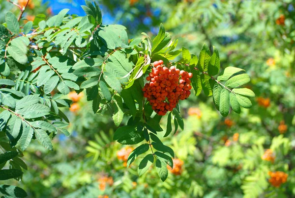 Ashberry Suchém Slunečném Letním Dni — Stock fotografie