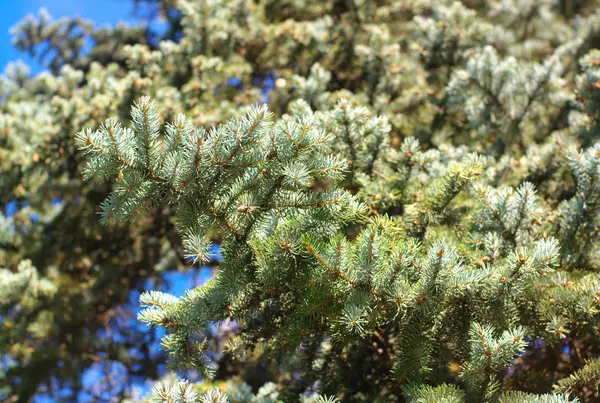 Fir Tree Dry Sunny Day — Stock Photo, Image