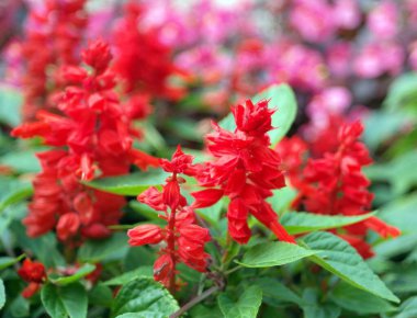 Kuru ve güneşli bir günde kırmızı küçük çiçekler