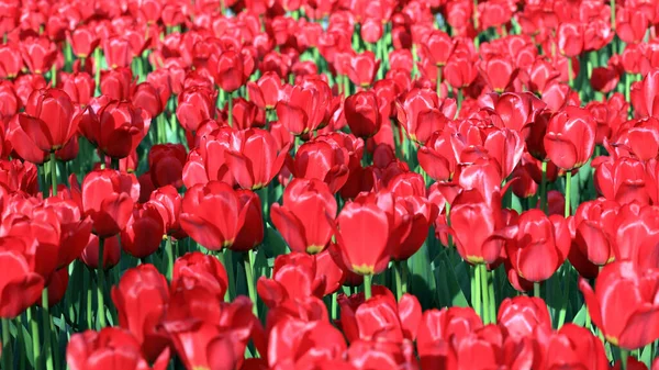 Красный Тюльпан Весной — стоковое фото