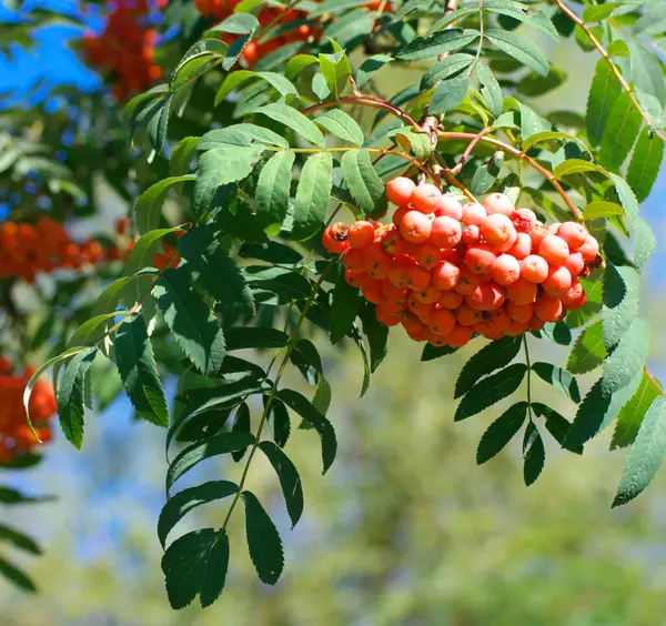 Ashberry Giorno Estivo Soleggiato Secco — Foto Stock