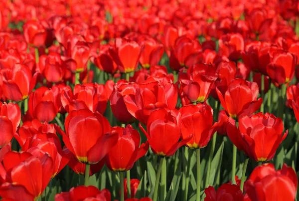 Красный Тюльпан Весной Земле — стоковое фото