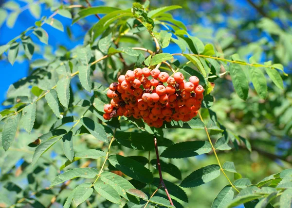 Ashberry Droge Zonnige Zomerdag — Stockfoto