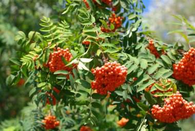 Kuru ve güneşli bir günde Ashberry