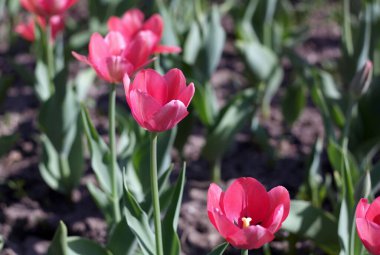 Baharda Kırmızı Lale