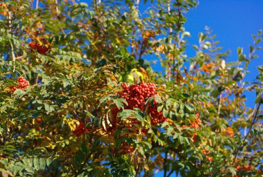 Kuru ve güneşli bir günde Ashberry