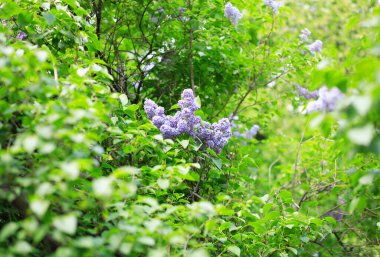 Baharda yaprak arkaplanda leylak