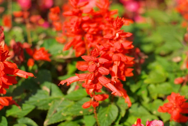 Pequenas Flores Vermelhas Dia Ensolarado Seco — Fotografia de Stock