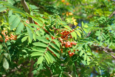 Kuru ve güneşli yaz gününde Ashberry