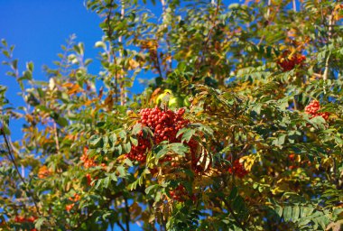 Kuru ve güneşli bir günde Ashberry